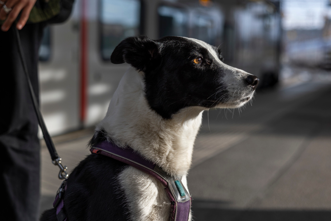 en hund på plattformen vid tåget